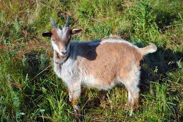 Brown-white goat standing on grassy meadow and looking straight