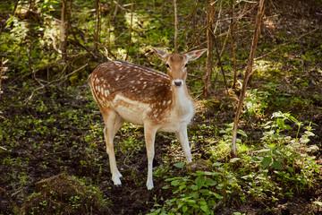 Roe deer in the spring forest