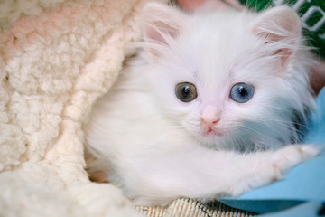 white kitten with heterochromia