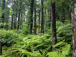 Forest foliage, ferns and ivies  on a rainy day in Japan