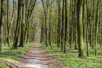 Path in a blossoming forest. In the distance a person with a stroller.