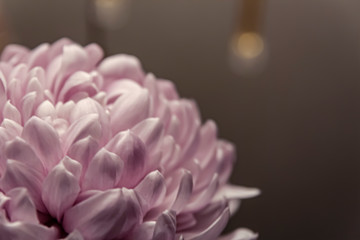 Chrysanthemum petals in soft pink colors. Beautiful pink flowers with blur background. Abstract purple background