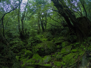 Magic roots and trees in the mystical dark rainy forests of Yakushima, Japan