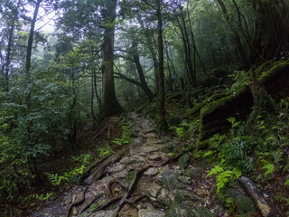 A path between magic roots and trees in the mystical dark rainy forests of Yakushima, Japan