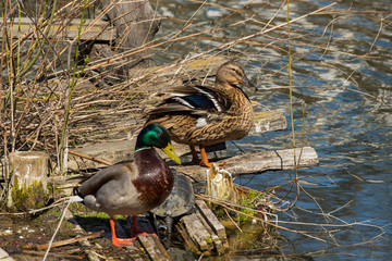 Wald mallart duck isolated on a pond