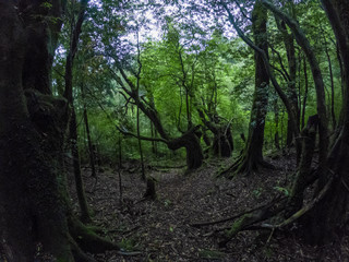 Fototapeta premium Magic roots and trees in the mystical dark rainy forests of Yakushima, Japan