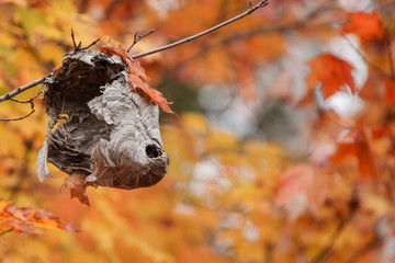 Obraz premium Beehive hanging from a tree in autumn with coloured leaves.