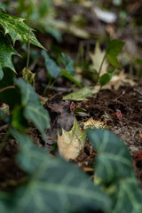 Firebug on a leaf