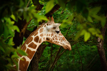 giraffe is looking for her mother