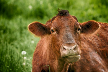 Brown cow laying in the grass chewing it's cud. - obrazy, fototapety, plakaty