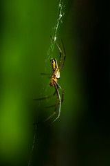 colorful spider is hanging from a tree