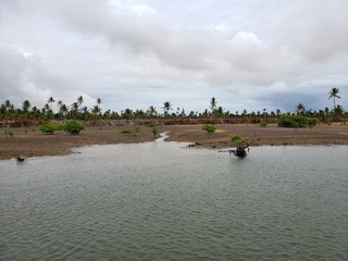 rio, vegetação, pântano, alagamento, baixa, alta, água, cheia, 