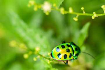 bug is hooping around a branch of leaves