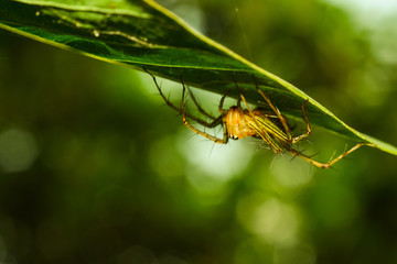 colorful spider is hanging from a tree