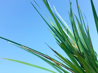 Zielona trawa na tle nieba