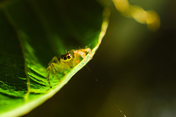 colorful spider is hanging from a tree