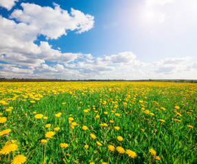 Fototapeta premium Yellow flowers hill under blue cloudy sky