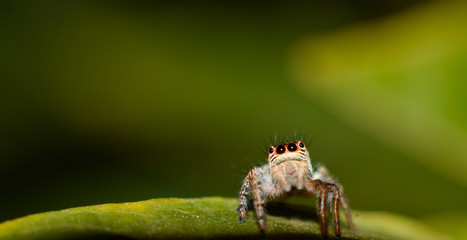 colorful spider is hanging from a tree