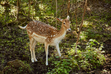 Naklejka na ściany i meble Roe deer in the spring forest