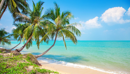 Fototapeta na wymiar beach and coconut palm trees