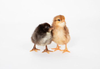 two chicks touching
