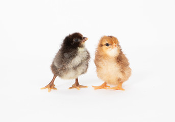 two chicks
