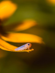 bug is hooping around a branch of leaves