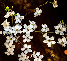 Plum tree white blossoms in spring