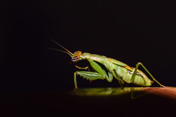 beautiful grasshopper is searching for his food