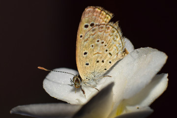 tiny butterfly is sitting on a beautiful petal