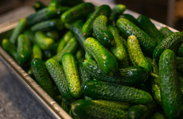 Green cucumbers in a steel tray
