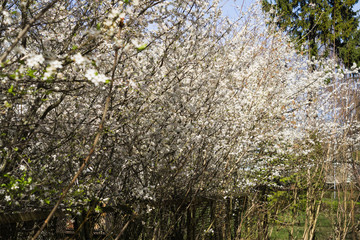 A hedge of blooming cherry plum in early spring.