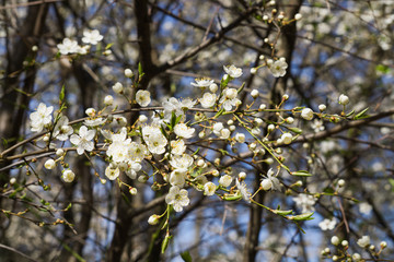 Firework of white cherry plum flowers on a background of blue sky.
