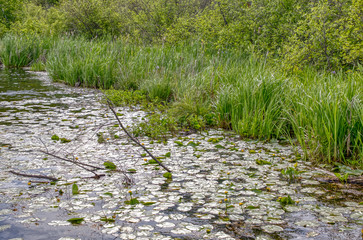 Sprawling nature preserve featuring bogs & forests in Northern Minnesota