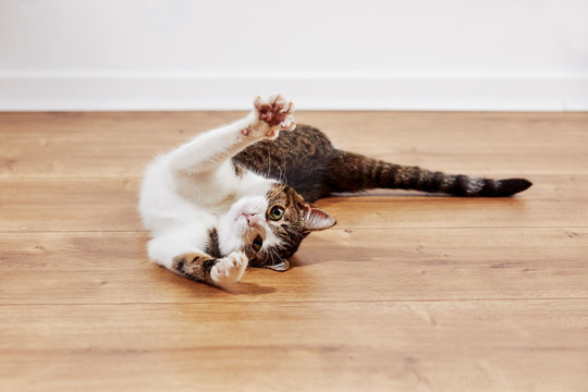 Jeune Chat Tigre Et Blanc Espiegle Jouant Sur Le Plancher En Bois D Une Maison Stock Photo Adobe Stock