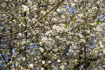 Firework of white cherry plum flowers on a background of blue sky.