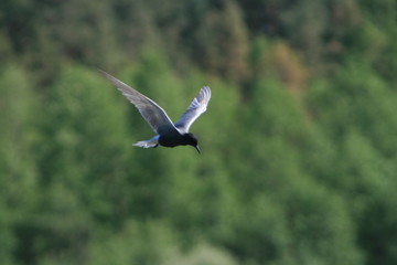 Black tern (Chlidonias niger) flying