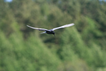 Black tern (Chlidonias niger) flying