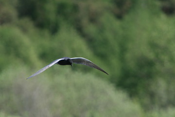 Black tern (Chlidonias niger) flying