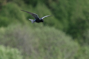 Black tern (Chlidonias niger) flying