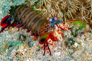 mantis shrimps