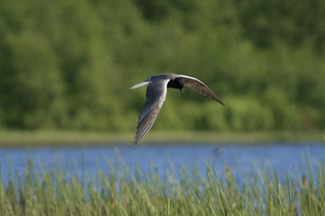 Black tern (Chlidonias niger) flying