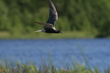 Black tern (Chlidonias niger) flying