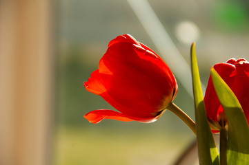 red tulip in a vase. tulips on a light background.