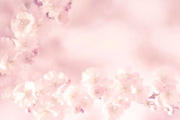 Zweig Kirschblüten, Zierkirsche, romantisch, Hintergrund 