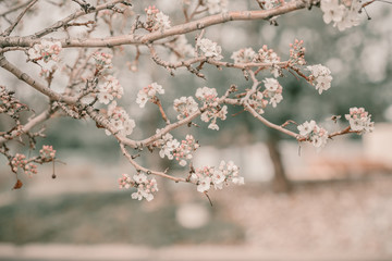 Obraz premium Blooming cherry sakura trees pink and white. Cherry blossoms. Denver city views during Spring time. Spring season. Beautiful bloom trees in park. Historical views. Pink and white petals on cherry tree