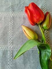 Three red tulips on the tablecloth. red tulips on the table.