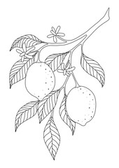 COLORING WITH LEMONS ON A BRANCH AND FLOWERS ON A WHITE BACKGROUND