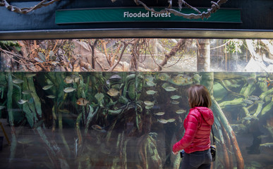 Obraz premium The Shedd Aquarium is a popular Tourist Attraction in Downtown Chicago