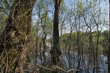 Flooded forest in spring